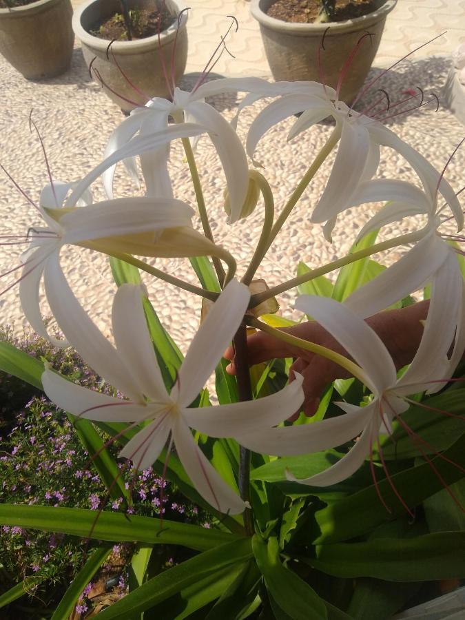 Flor De Mandacaru Pousada Boqueirao  외부 사진